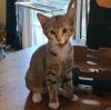Zora 