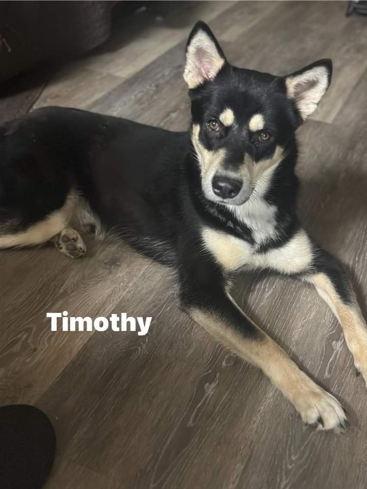 Timothee, an adoptable Husky Mix in Weatherford, TX_image-1