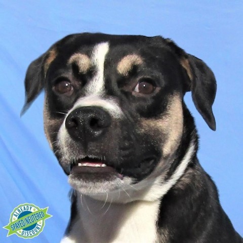 Zola, an adoptable Mixed Breed in Las Cruces, NM, 88012 | Photo Image 1