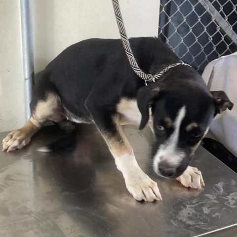 Zola, an adoptable Mixed Breed in Las Cruces, NM, 88012 | Photo Image 3