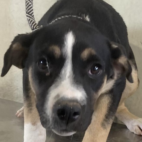 Zola, an adoptable Mixed Breed in Las Cruces, NM, 88012 | Photo Image 4