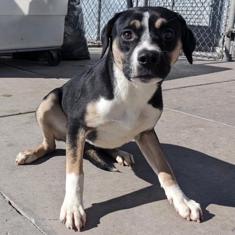 Zola, an adoptable Mixed Breed in Las Cruces, NM, 88012 | Photo Image 5