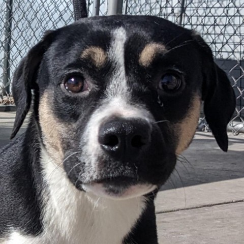 Zola, an adoptable Mixed Breed in Las Cruces, NM, 88012 | Photo Image 6