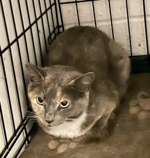 Dipsy, Adult Female unknown