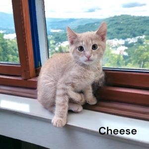 Cheese