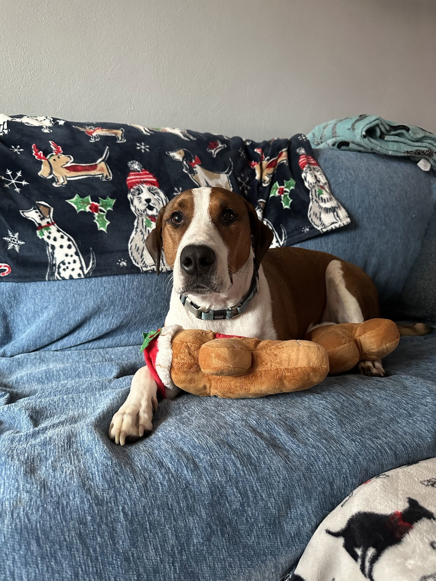 Beau, an adoptable Pit Bull Terrier, Hound in St. Louis, MO, 63125 | Photo Image 2