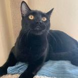 Midnight, an adoptable Domestic Short Hair in Rushville, IL_image-1