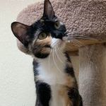 Brie, an adoptable Calico in Rushville, IL_image-1