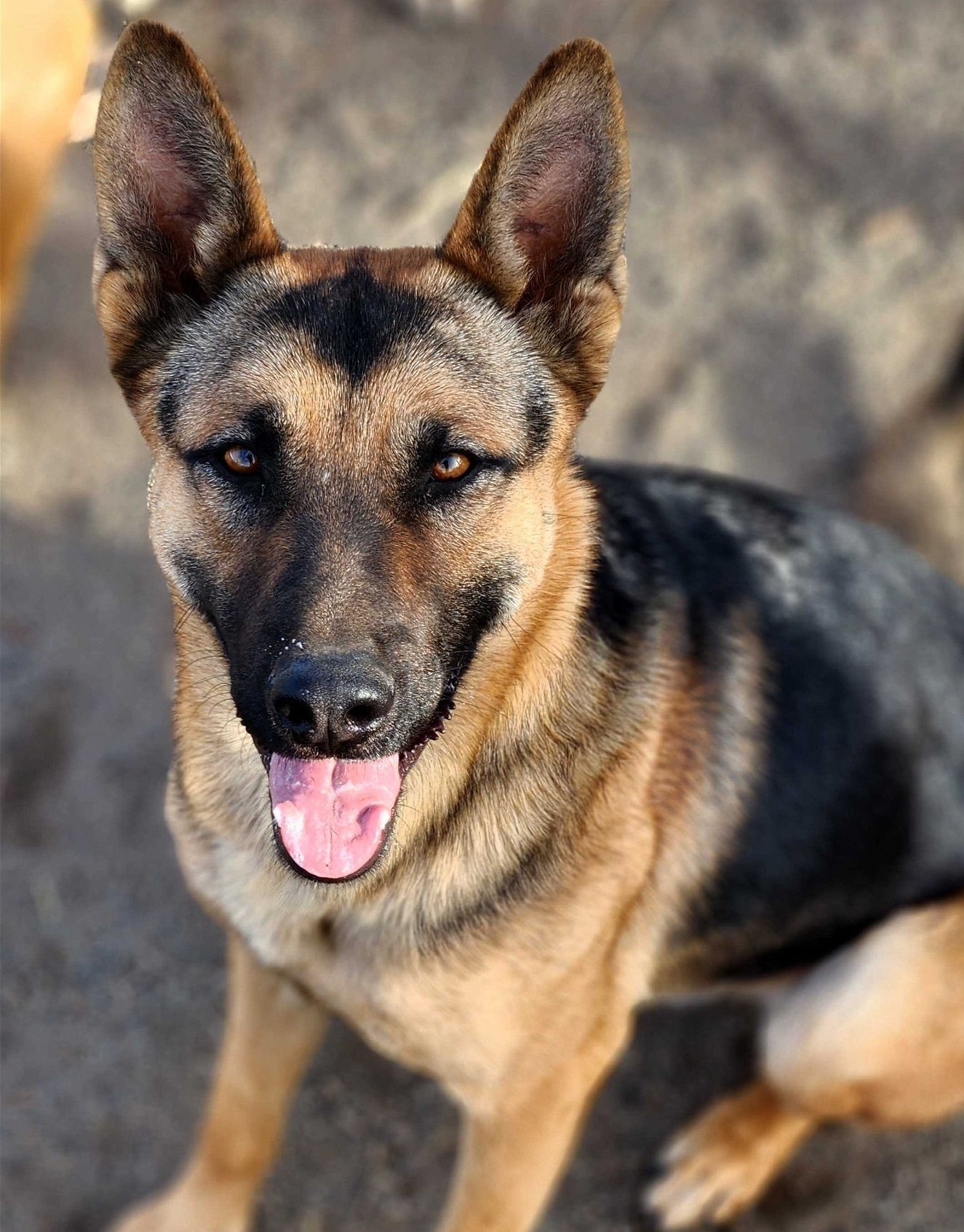 Mojo, an adoptable German Shepherd Dog in Yreka, CA, 96097 | Photo Image 1