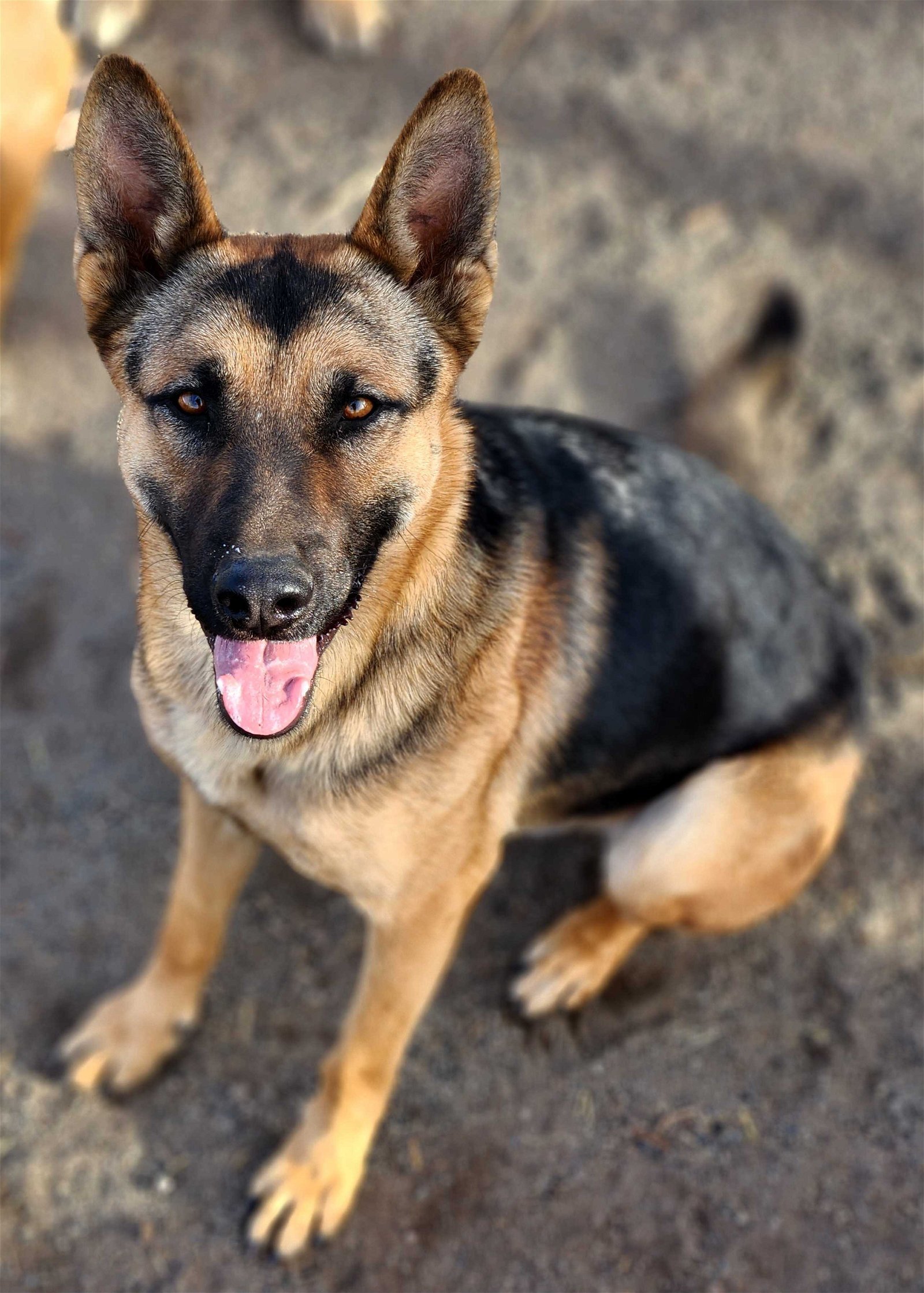 Mojo, an adoptable German Shepherd Dog in Yreka, CA, 96097 | Photo Image 2