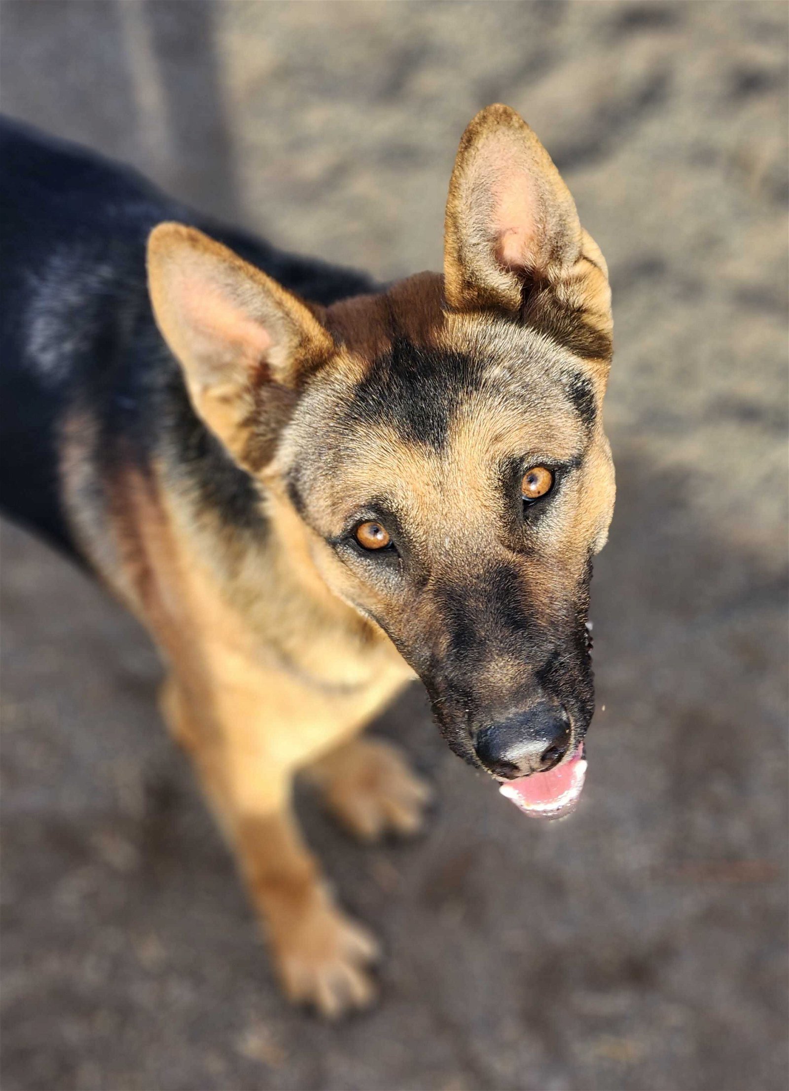Mojo, an adoptable German Shepherd Dog in Yreka, CA, 96097 | Photo Image 3
