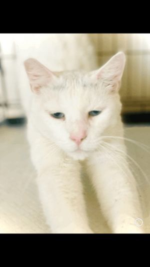 Casper is a very affectionate beautiful white kitty  He would make a great companion for you and or