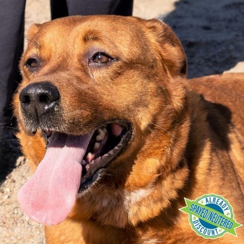 Snickers, an adoptable Mixed Breed in Las Cruces, NM, 88012 | Photo Image 1