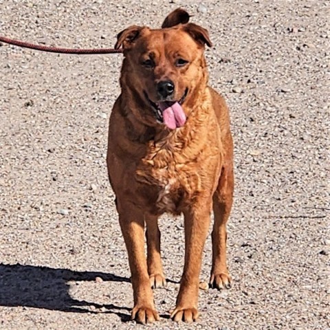 Snickers, an adoptable Mixed Breed in Las Cruces, NM, 88012 | Photo Image 5