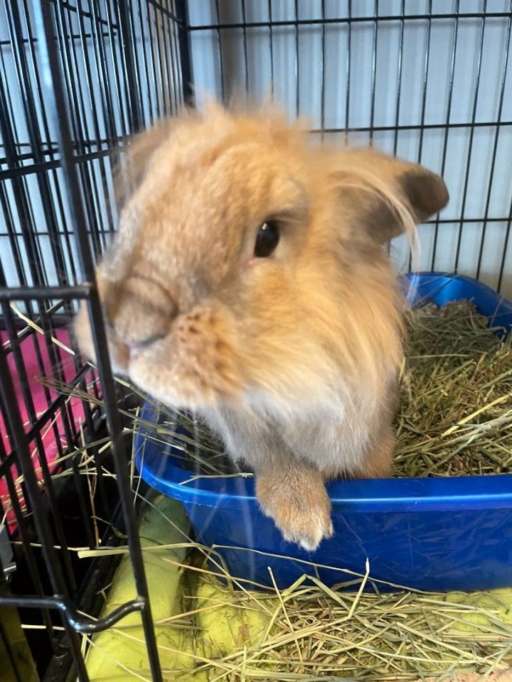 Gary, an adopted Lionhead in Philadelphia, PA_image-2