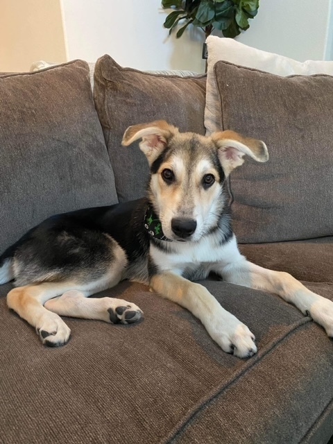 Husky shepherd cheap