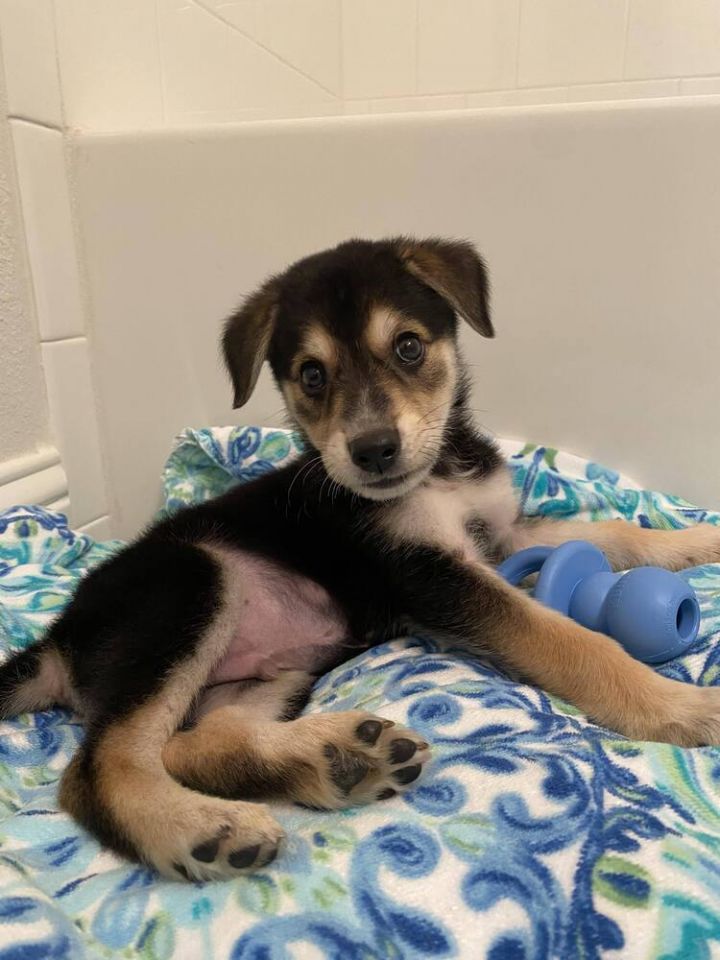 Husky and australian discount shepherd mix puppy