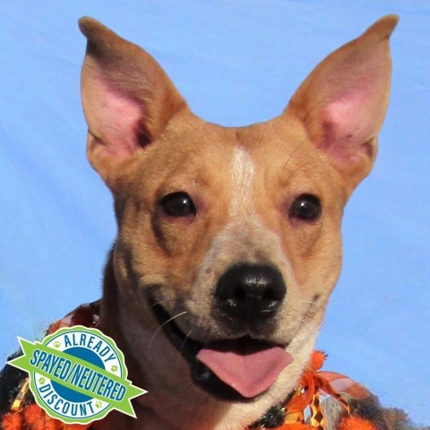 Alice, an adoptable Mixed Breed in Las Cruces, NM, 88012 | Photo Image 1