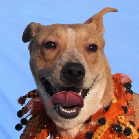 Alice, an adoptable Mixed Breed in Las Cruces, NM, 88012 | Photo Image 5