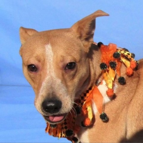 Alice, an adoptable Mixed Breed in Las Cruces, NM, 88012 | Photo Image 6