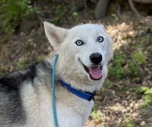 Second chance at love humane sale society