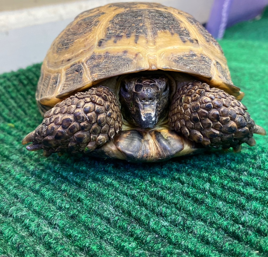 Russian tortoise hot sale for adoption