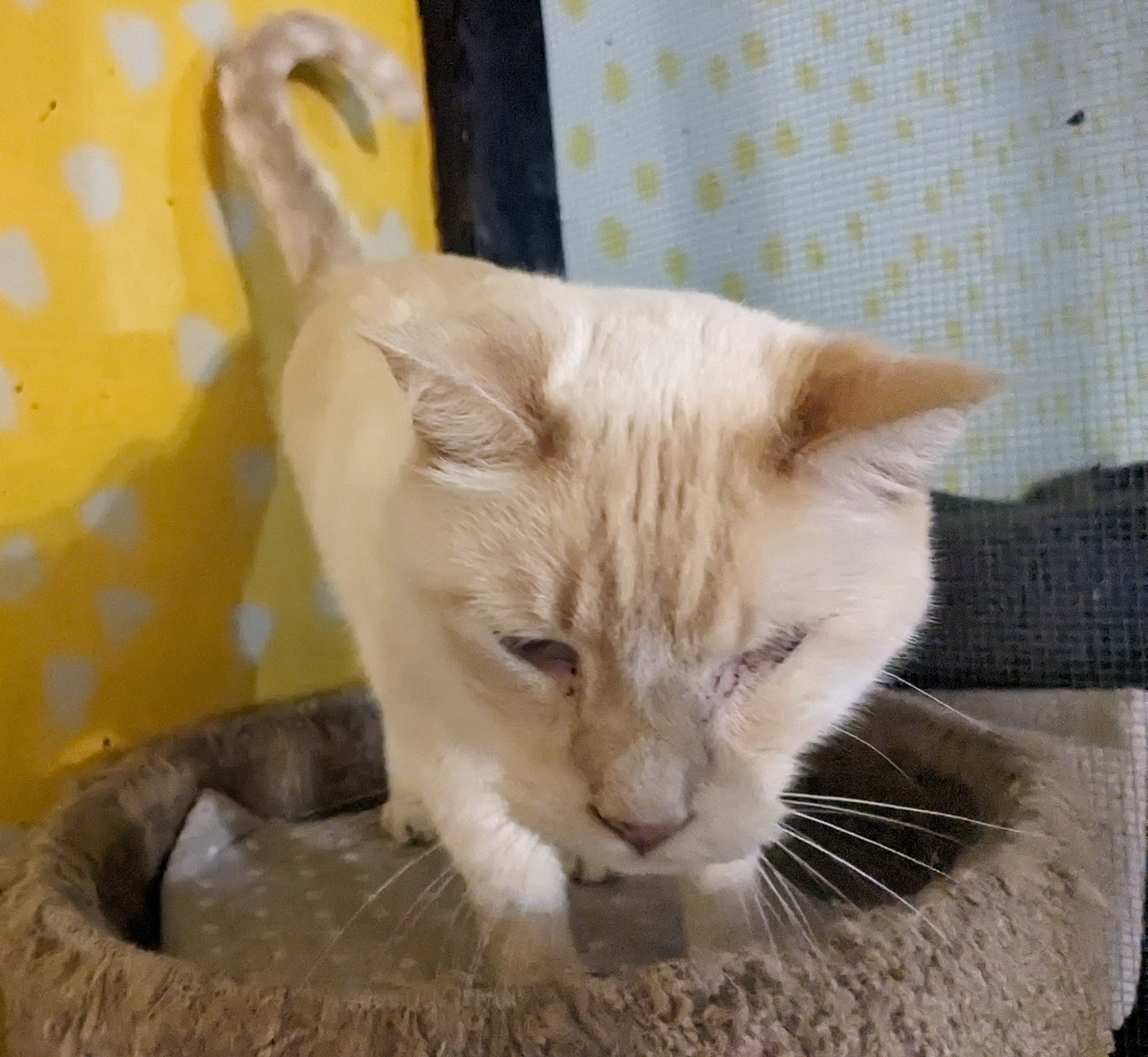 Vinny, an adoptable Domestic Short Hair, Siamese in Springfield, IL, 62701 | Photo Image 1