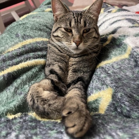 Terra, an adoptable Domestic Short Hair in Bismarck, ND, 58507 | Photo Image 1