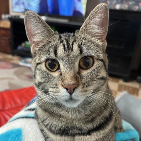 Terra, an adoptable Domestic Short Hair in Bismarck, ND, 58507 | Photo Image 5