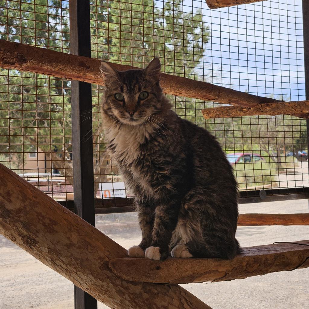 Jade, an adoptable Domestic Medium Hair in Kanab, UT, 84741 | Photo Image 1
