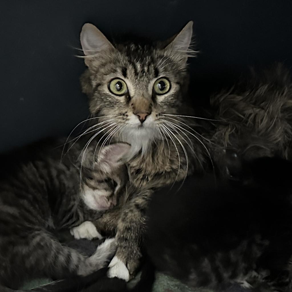 Jade, an adoptable Domestic Medium Hair in Kanab, UT, 84741 | Photo Image 2