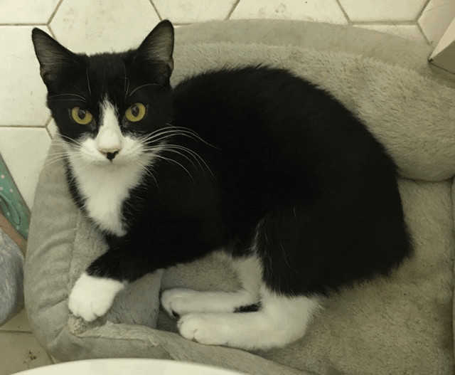 Japanese bobtail best sale black and white