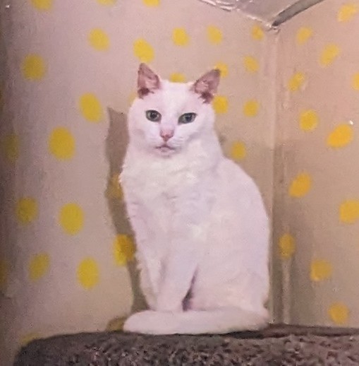 Pinky, an adoptable Domestic Short Hair in Springfield, IL, 62701 | Photo Image 1