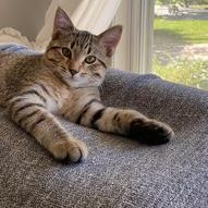 Cat for adoption Spot a Domestic Short Hair in Owatonna MN Petfinder