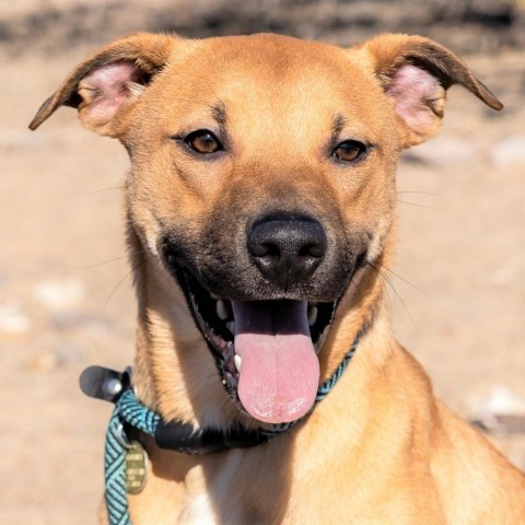 Buick, an adoptable Mixed Breed in Las Cruces, NM, 88012 | Photo Image 1