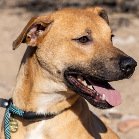 Buick, an adoptable Mixed Breed in Las Cruces, NM, 88012 | Photo Image 4