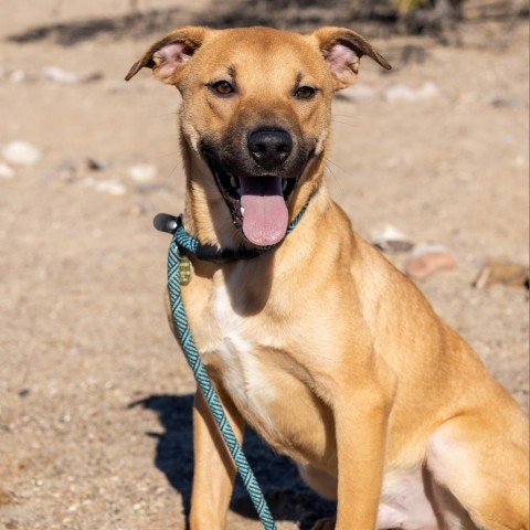 Buick, an adoptable Mixed Breed in Las Cruces, NM, 88012 | Photo Image 5