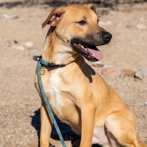 Buick, an adoptable Mixed Breed in Las Cruces, NM, 88012 | Photo Image 6