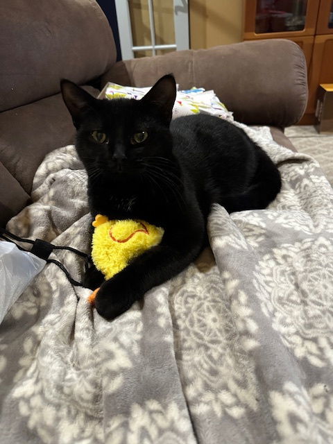 Ashley, an adoptable Domestic Short Hair in Kohler, WI, 53044 | Photo Image 1