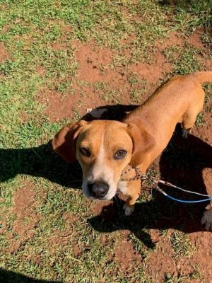 Mountain cur beagle sales mix