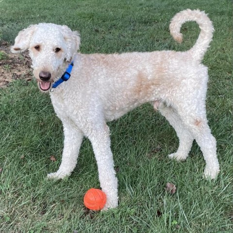 Davey, an adoptable Standard Poodle in Rockville, MD_image-1