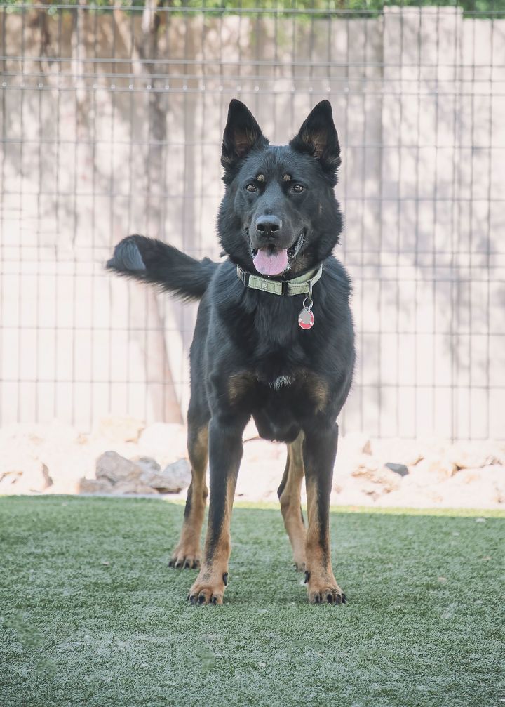 Dog for adoption - ROCKET, a German Shepherd Dog in Scottsdale, AZ ...