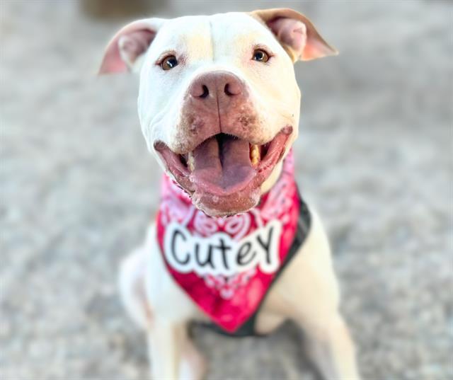 CUTEY*, an adoptable Pit Bull Terrier in Tucson, AZ, 85745 | Photo Image 1