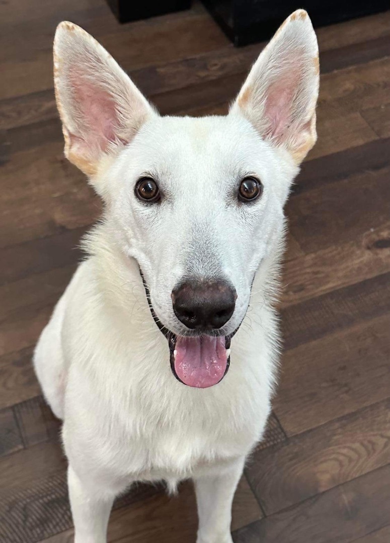 Dog for adoption - Walter White, a White German Shepherd in Seattle, WA ...