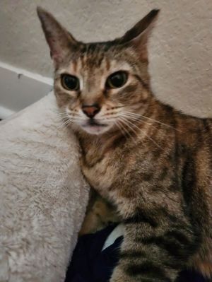 Kiki - Center, Adult Female unknown