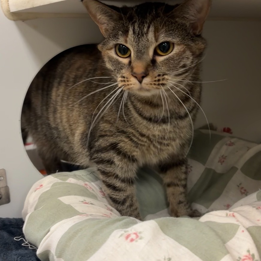 Bubbles (jearoldstown), an adoptable Domestic Short Hair in Johnson City, TN, 37604 | Photo Image 1