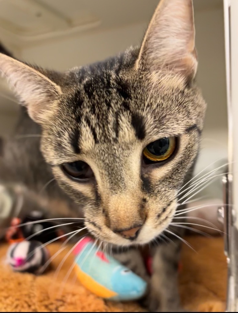 Dante/Danielle (jearoldstown), an adoptable Domestic Short Hair in Johnson City, TN, 37604 | Photo Image 1