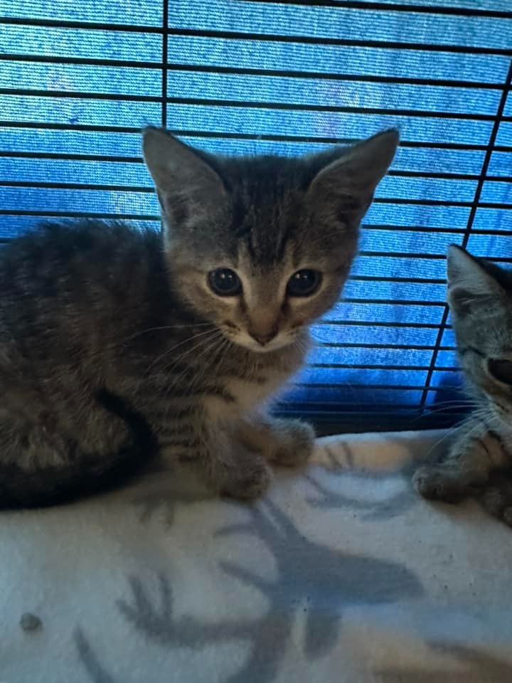 Dante/Danielle (jearoldstown), an adoptable Domestic Short Hair in Johnson City, TN, 37604 | Photo Image 2