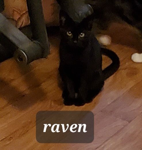 Raven