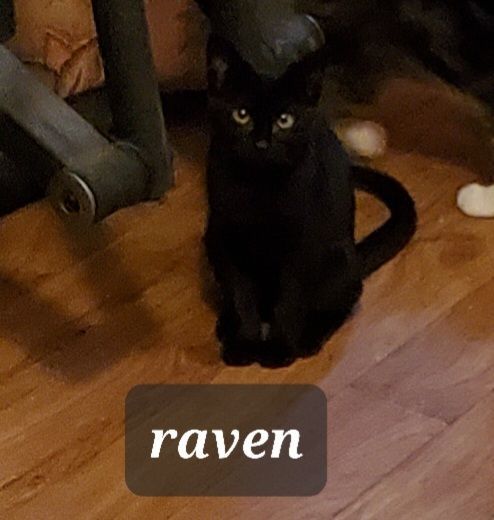 Raven 1